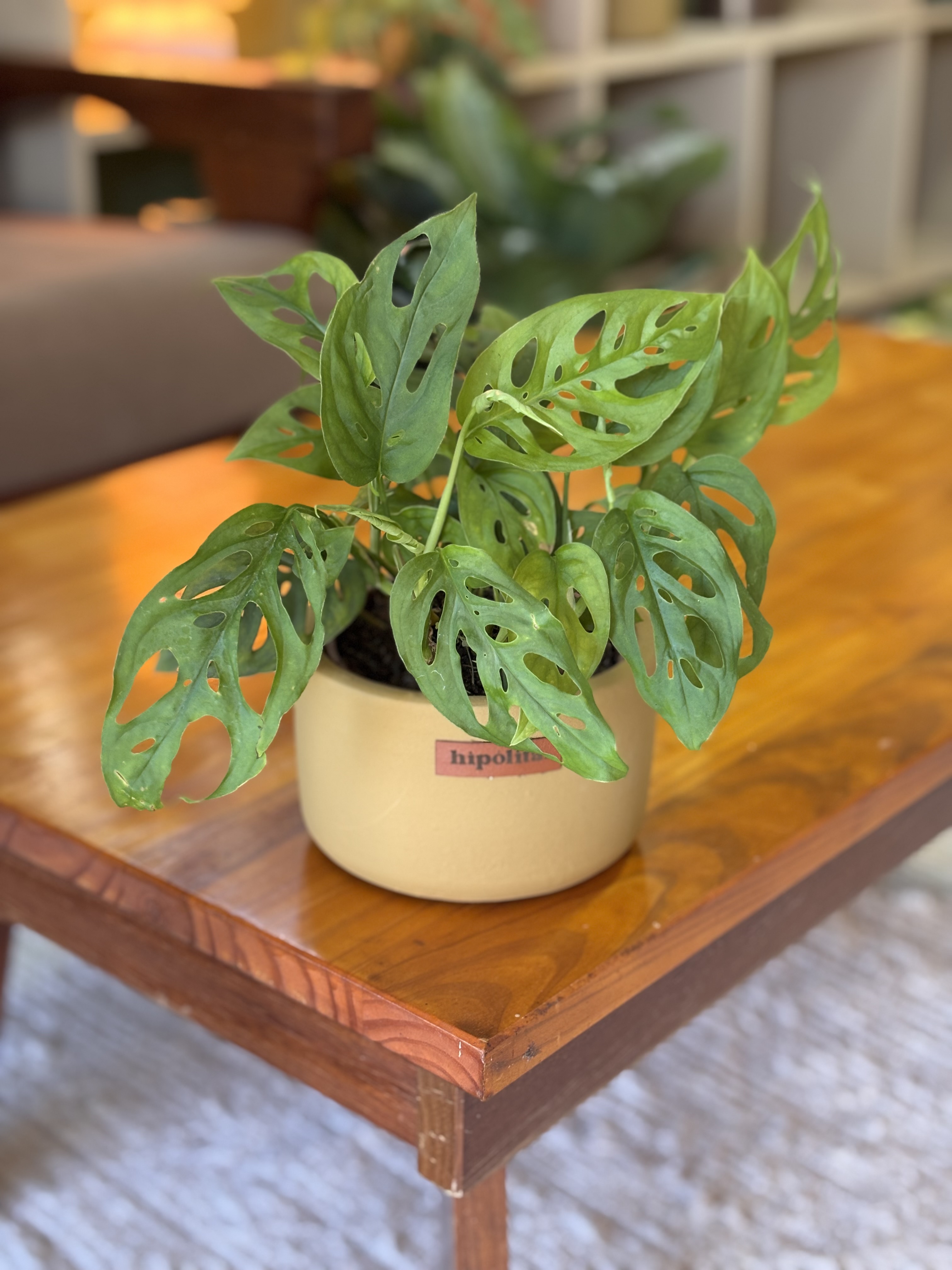 Monstera Adansonii