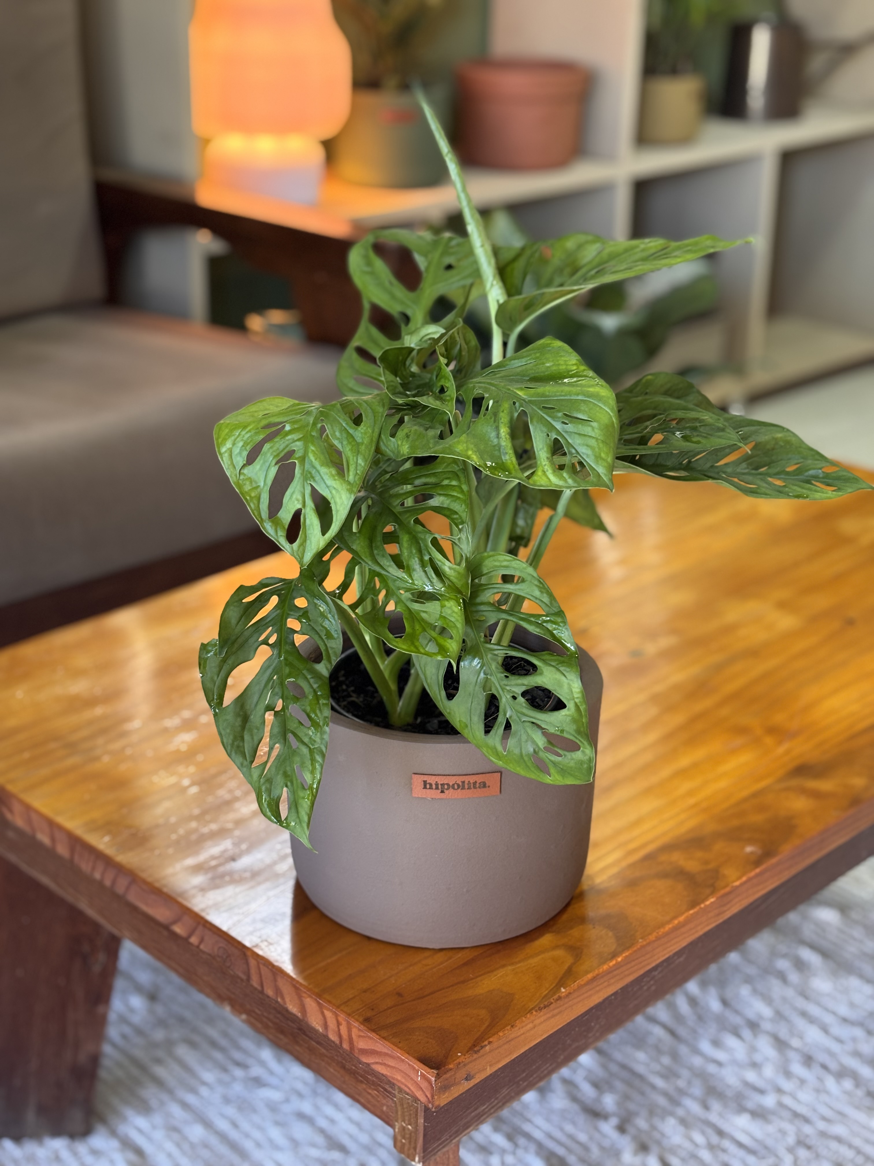 Monstera Adansonii