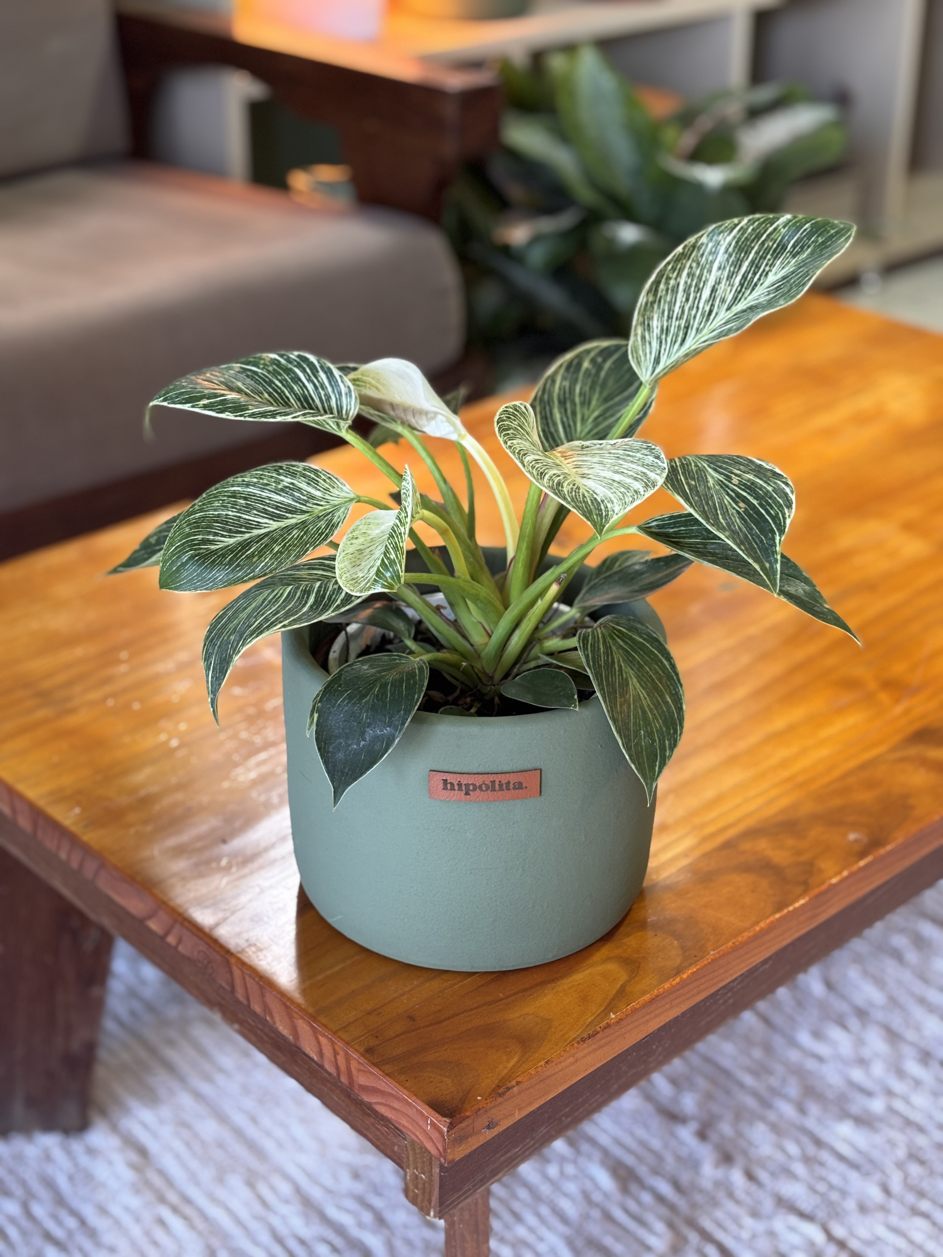 Philodendron birkin