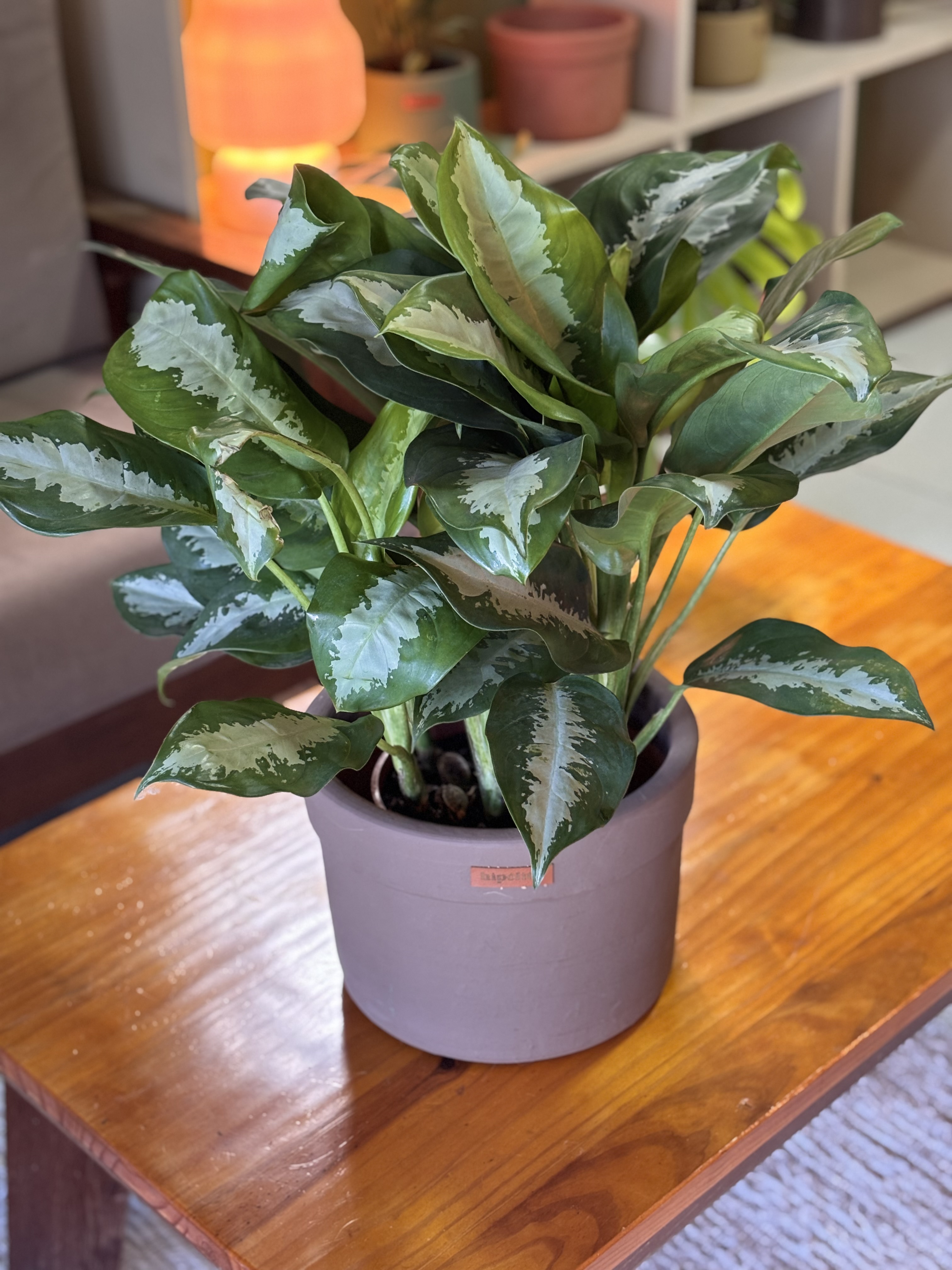 Aglaonema