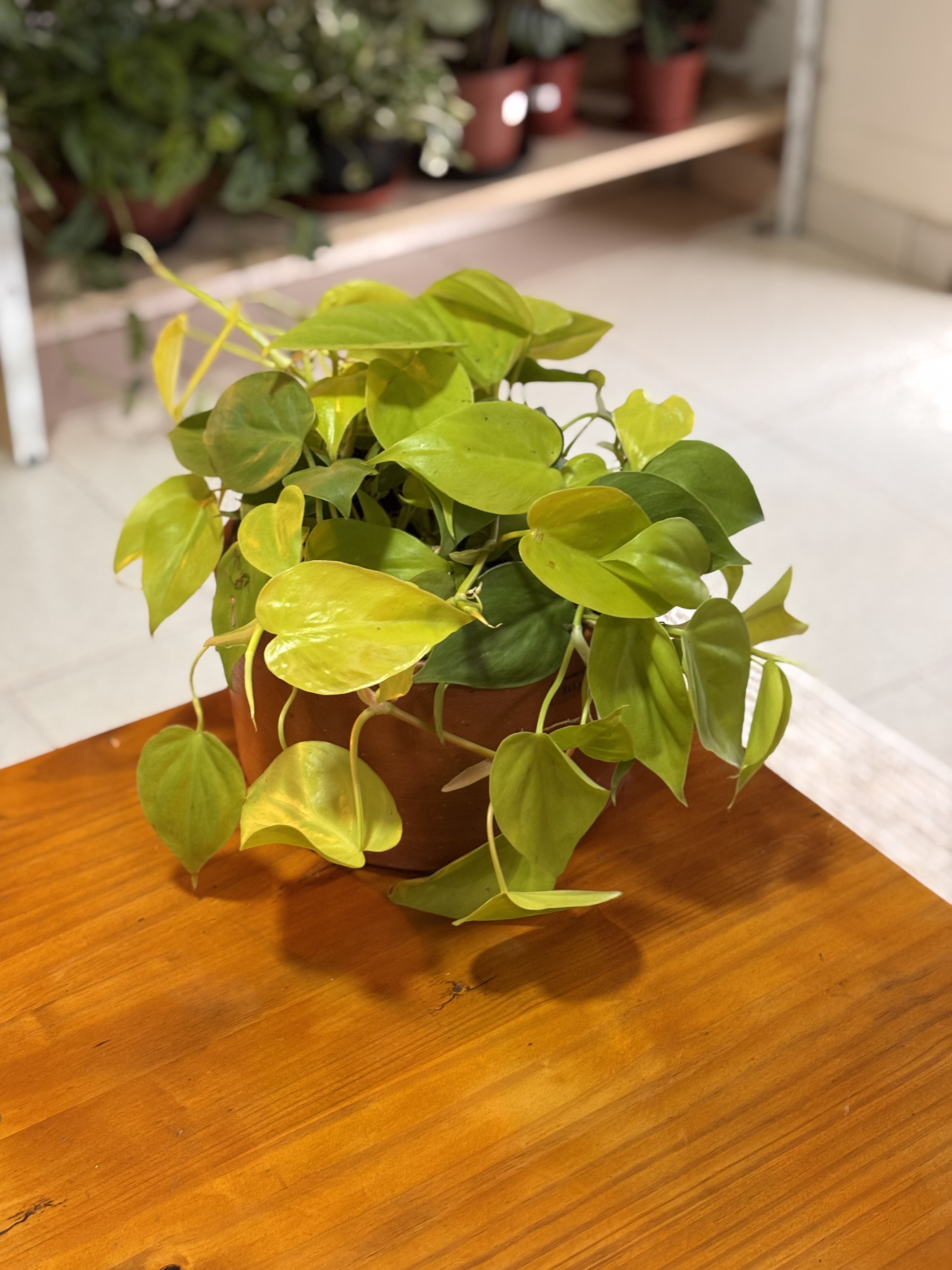 Philodendron limão