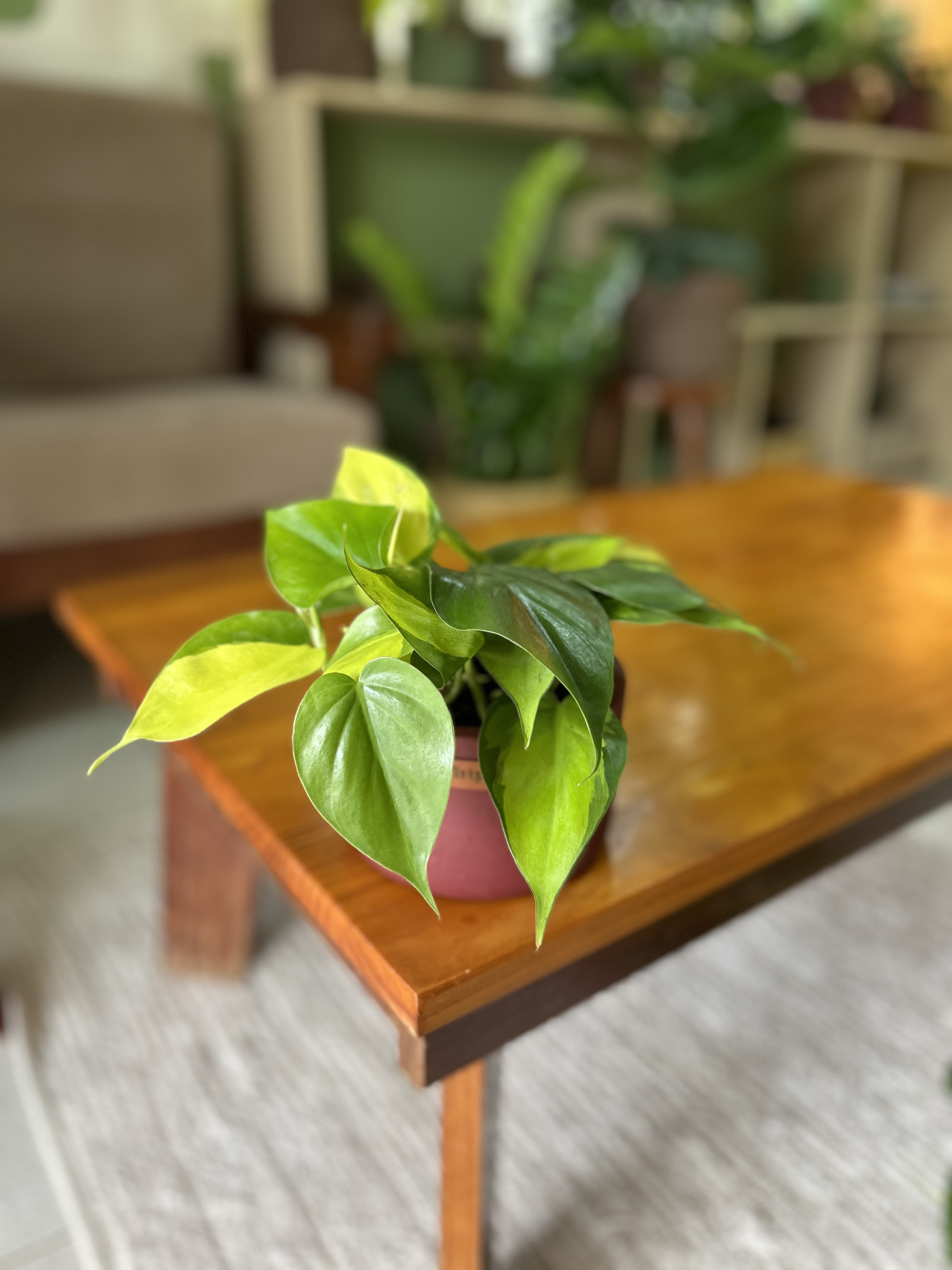 Philodendron brasil