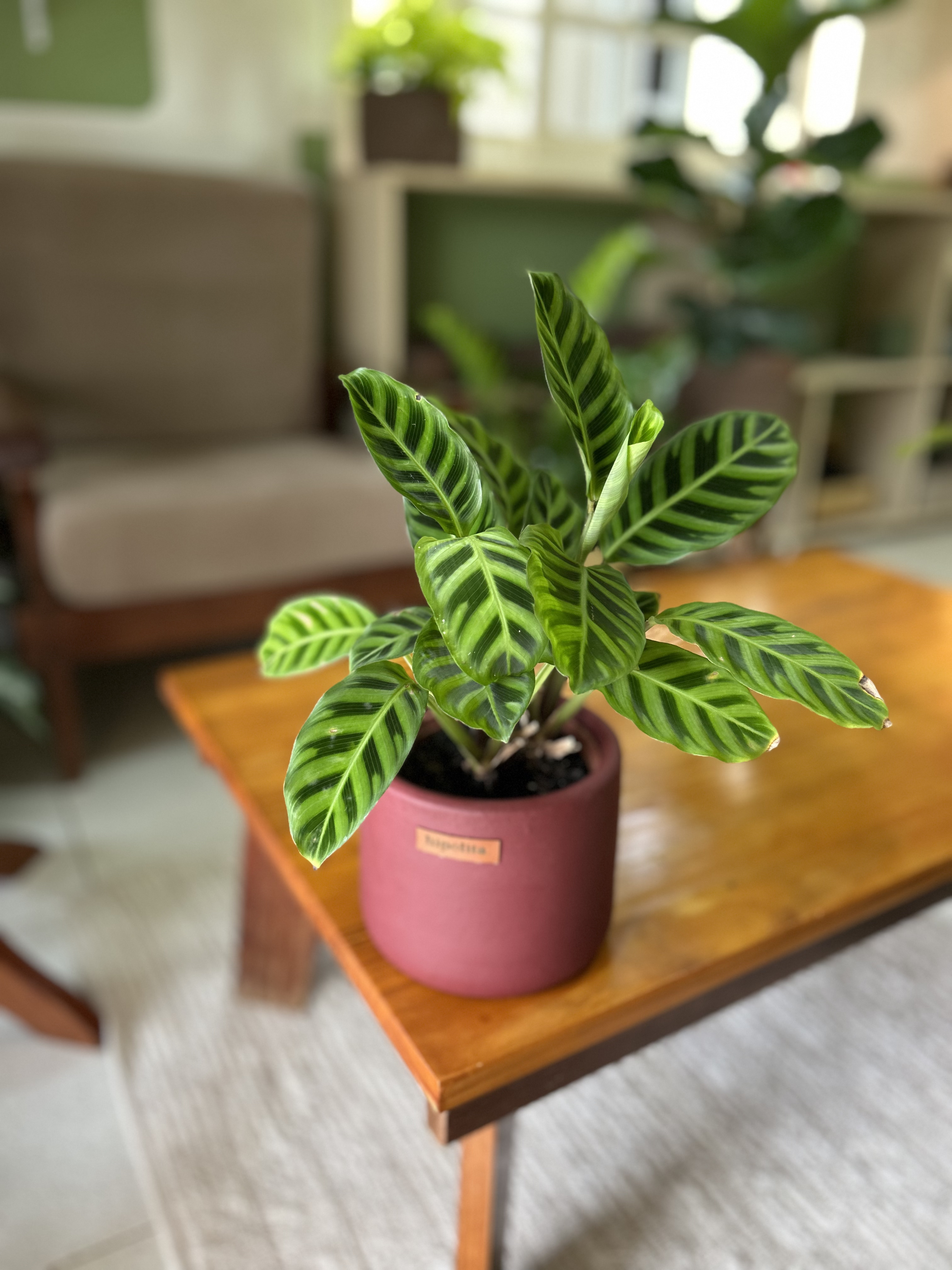 Maranta zebrina