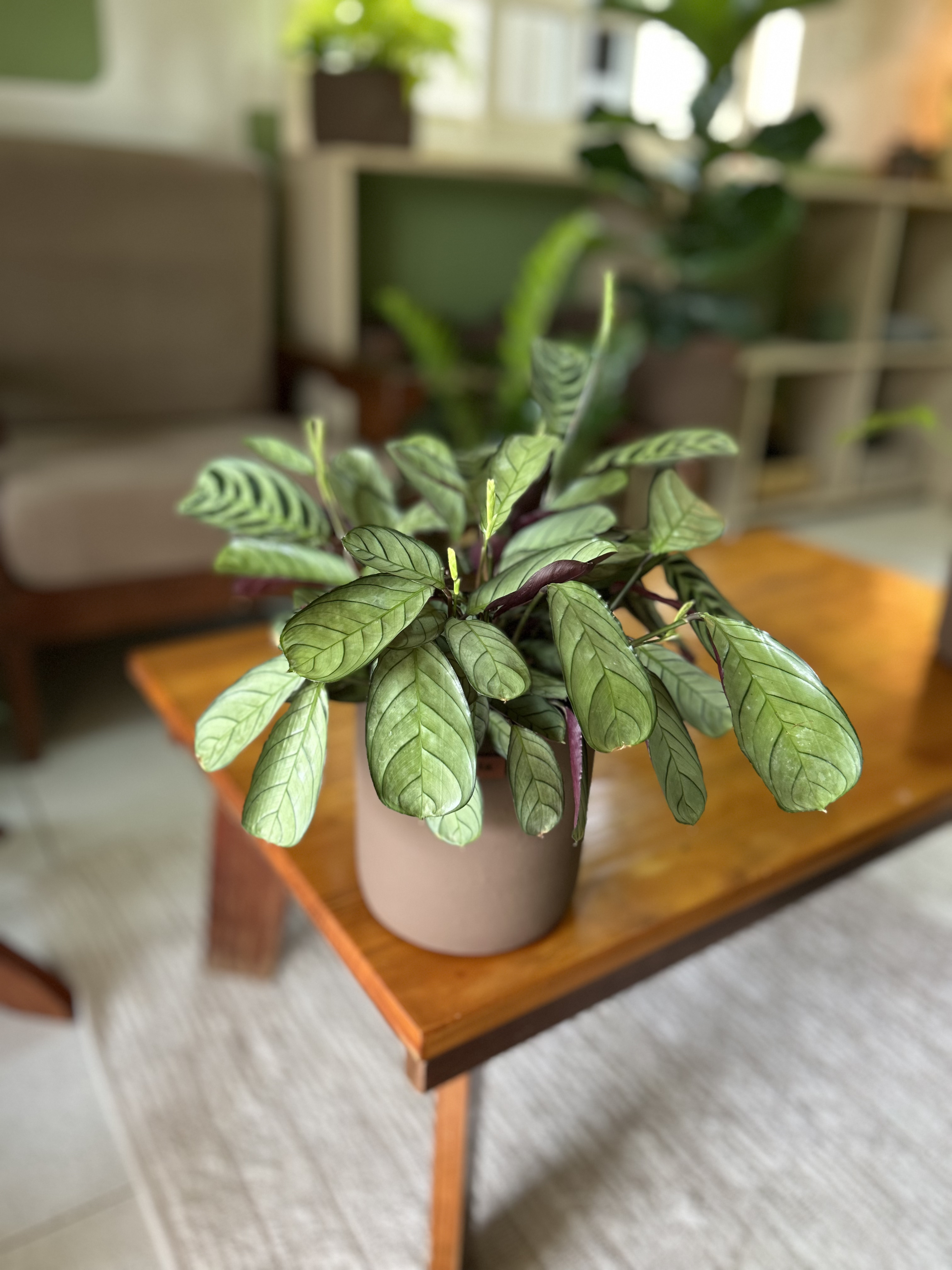 Maranta Burle Marx