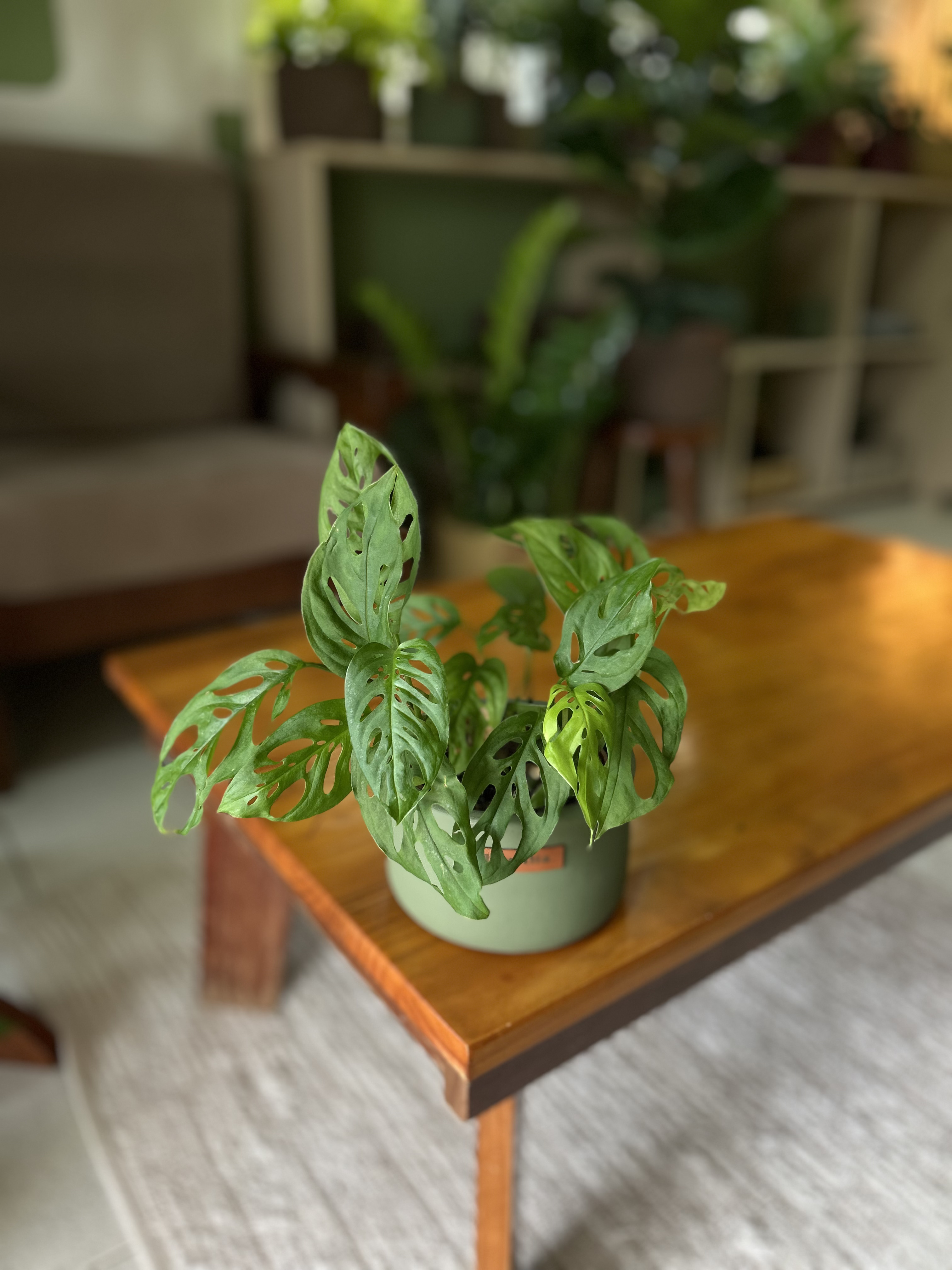 Monstera