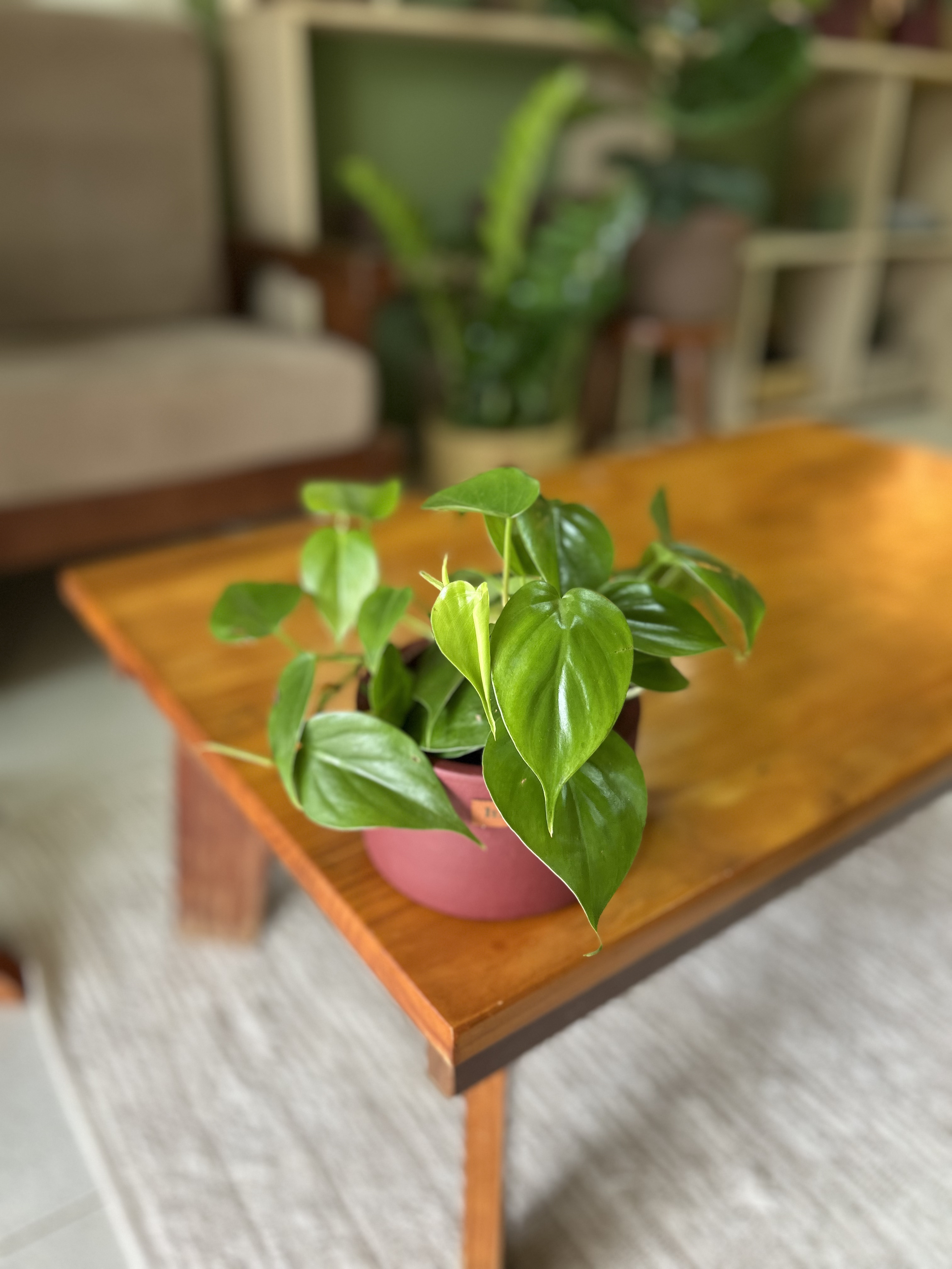 Philodendron verde
