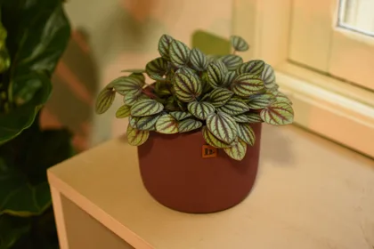 Peperomia Albovittata