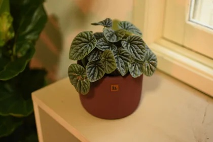 Peperomia Caperata