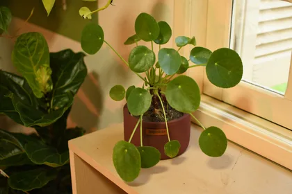 Pilea Peperomioides