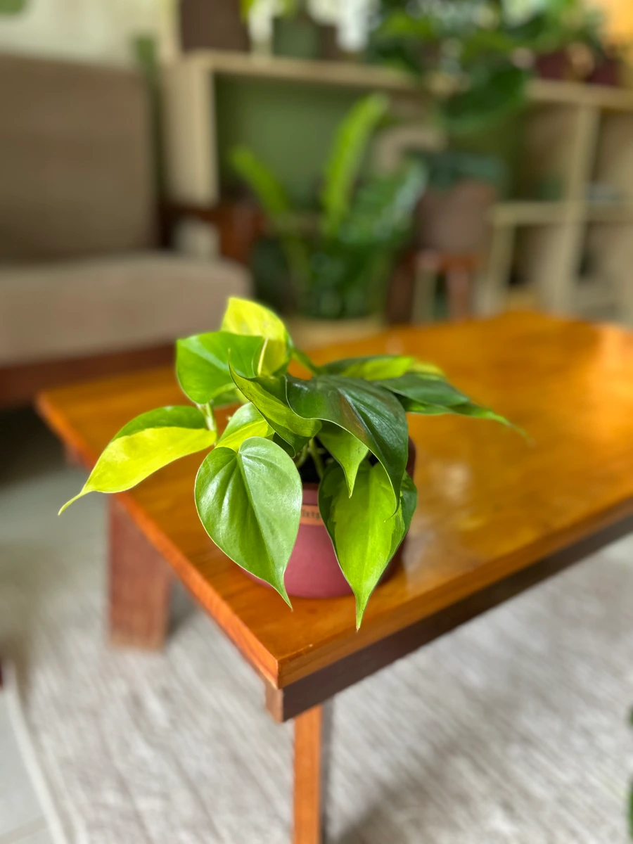 Philodendron brasil 