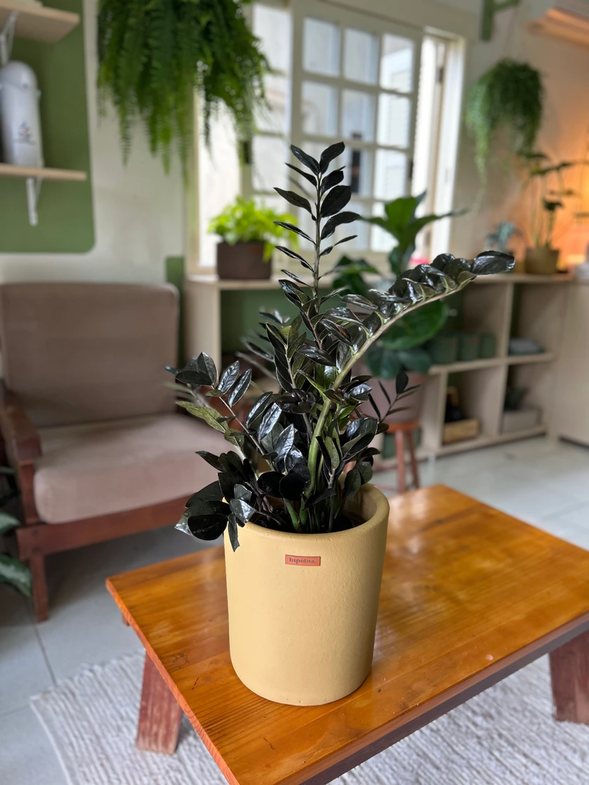 Zamioculca Black