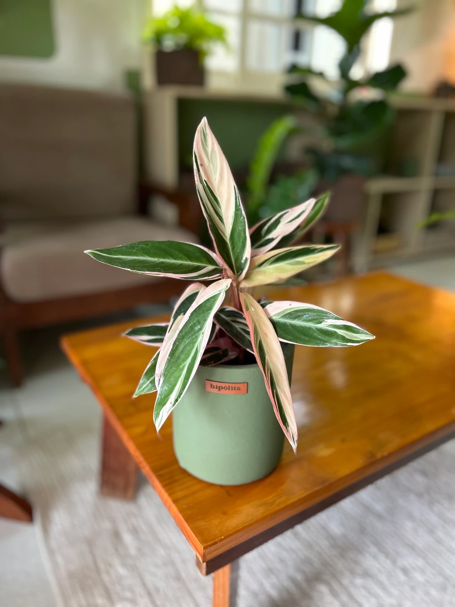 Maranta tricolor 