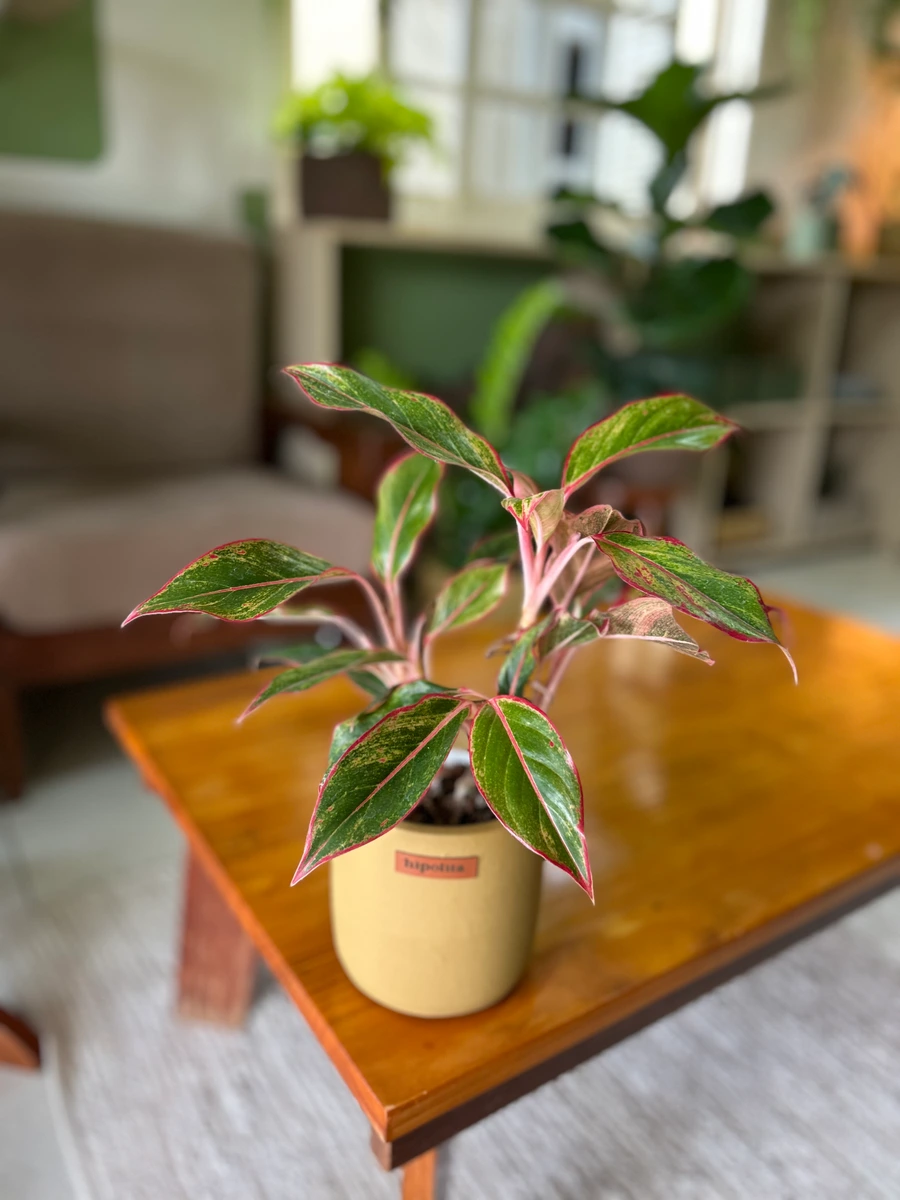 Aglaonema