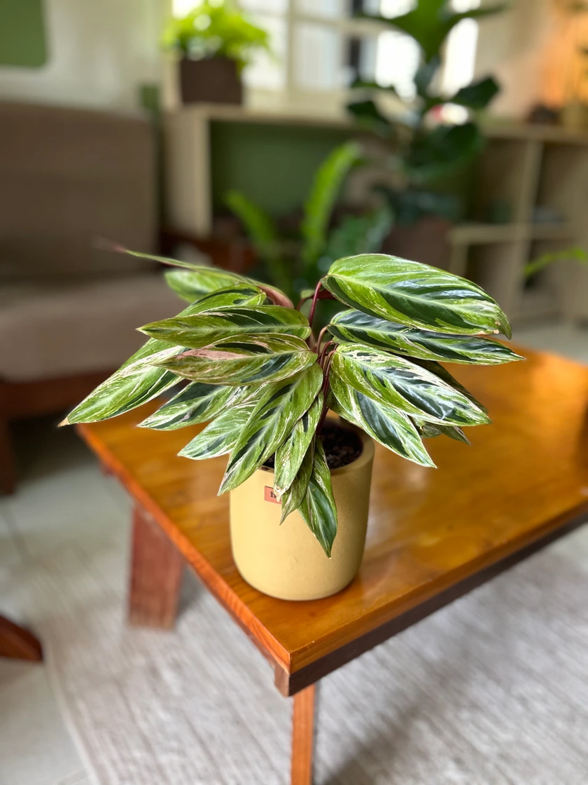Maranta triostar 
