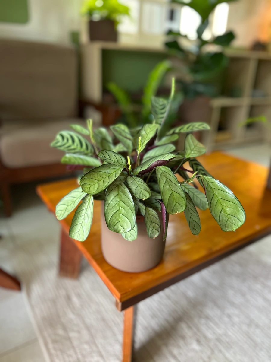Maranta Burle Marx