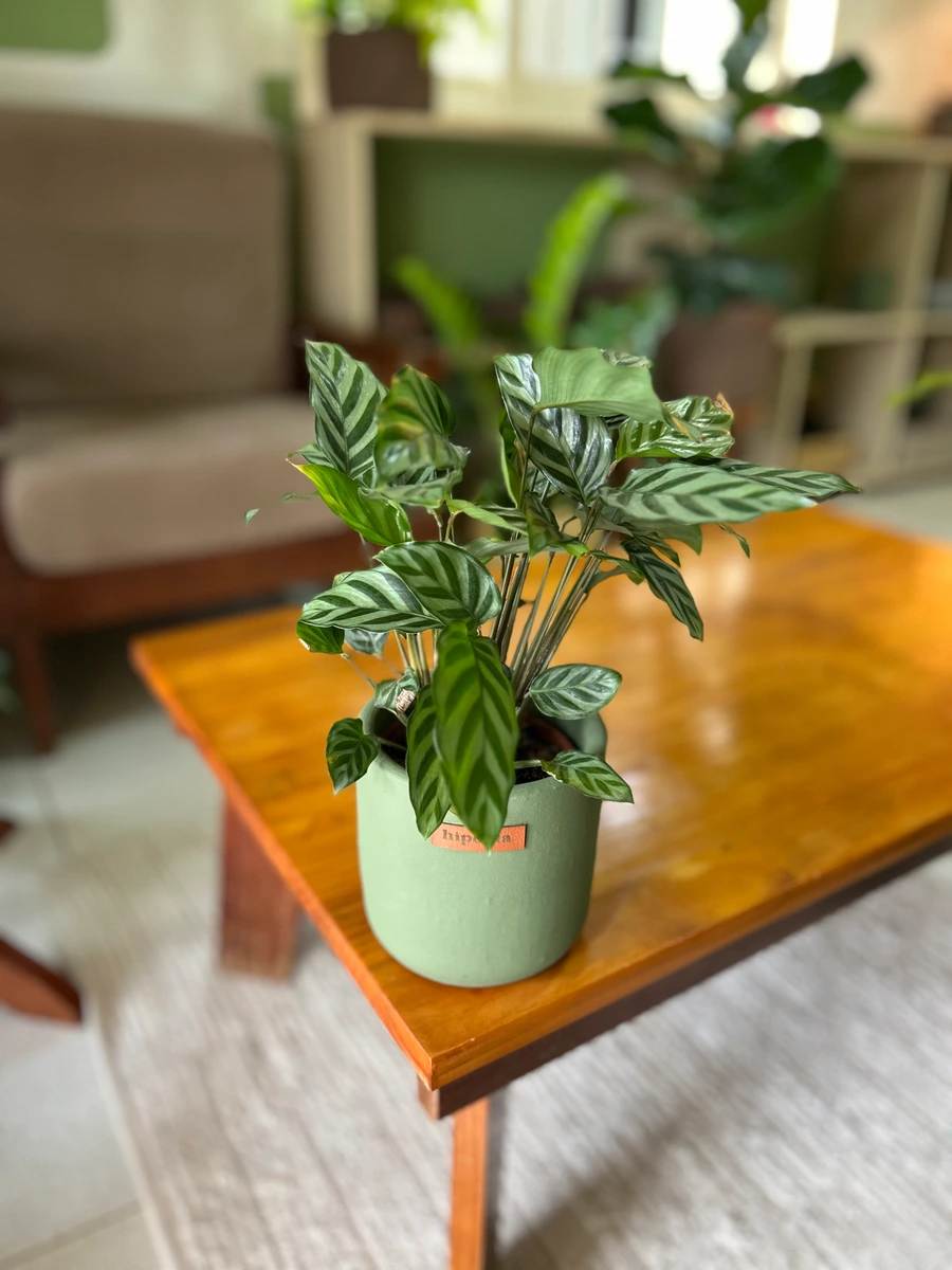 Maranta 