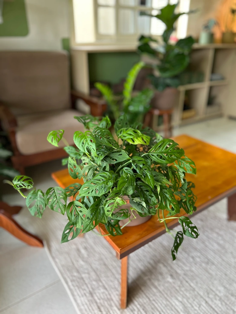 Monstera Adansonii 