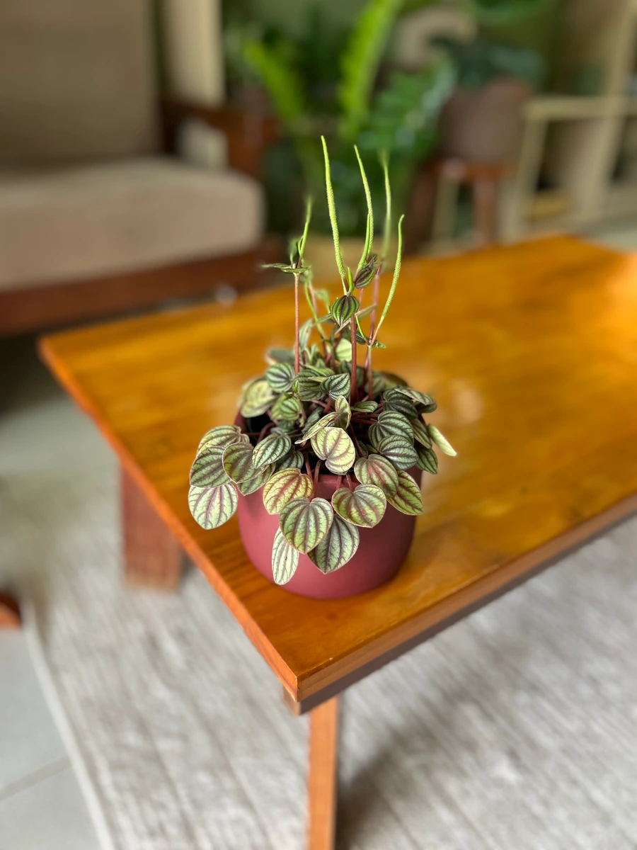 Peperomia Albovittata