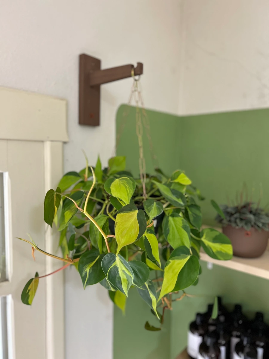 Philodendron Brasil
