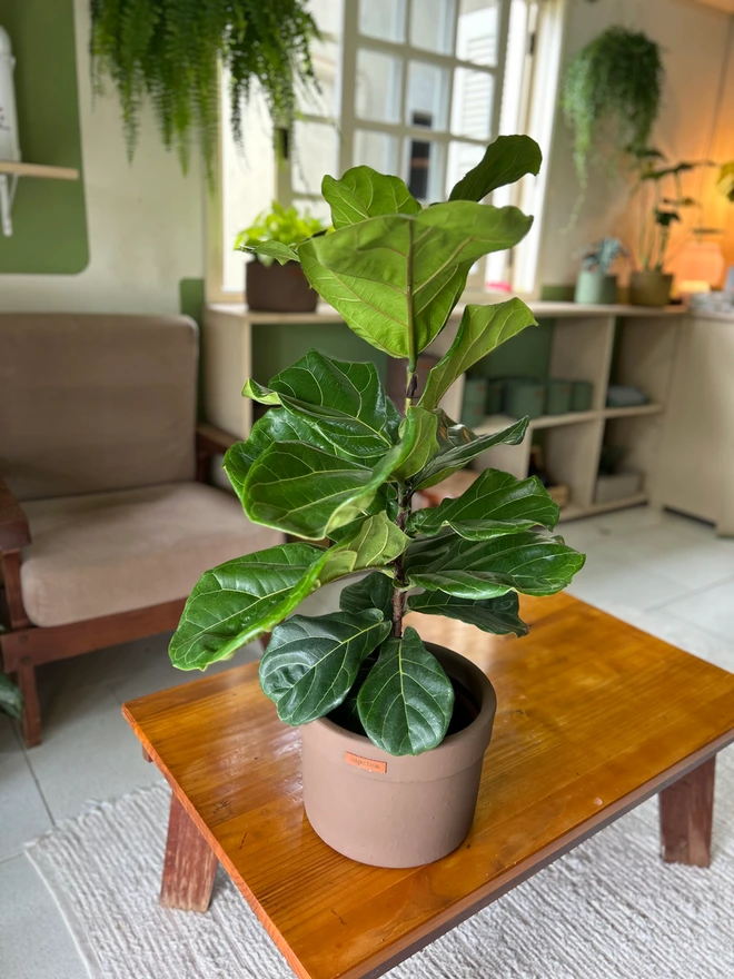 Ficus Lyrata