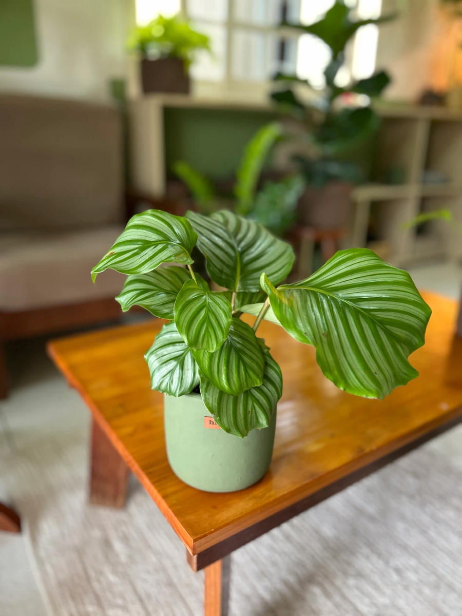 Maranta Orbifolia