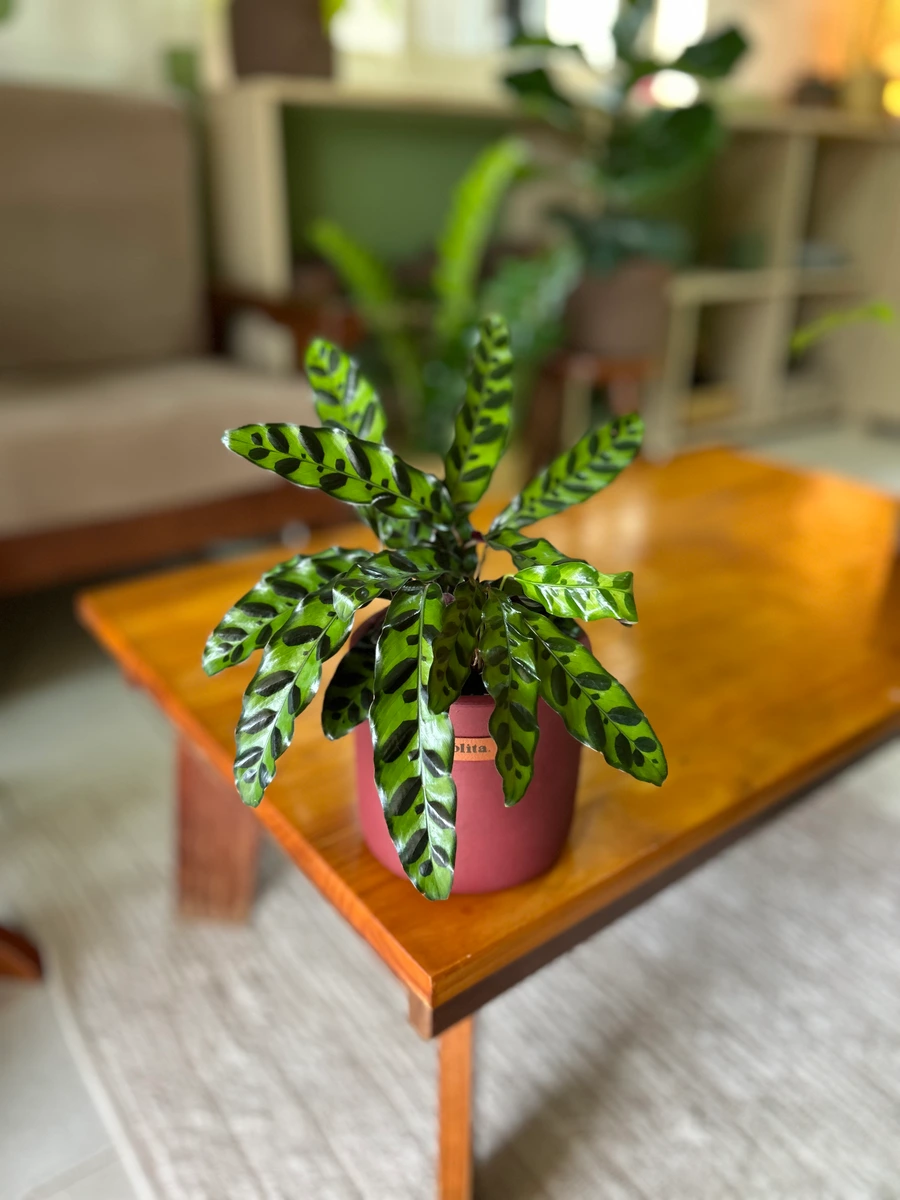 Maranta Cascavel