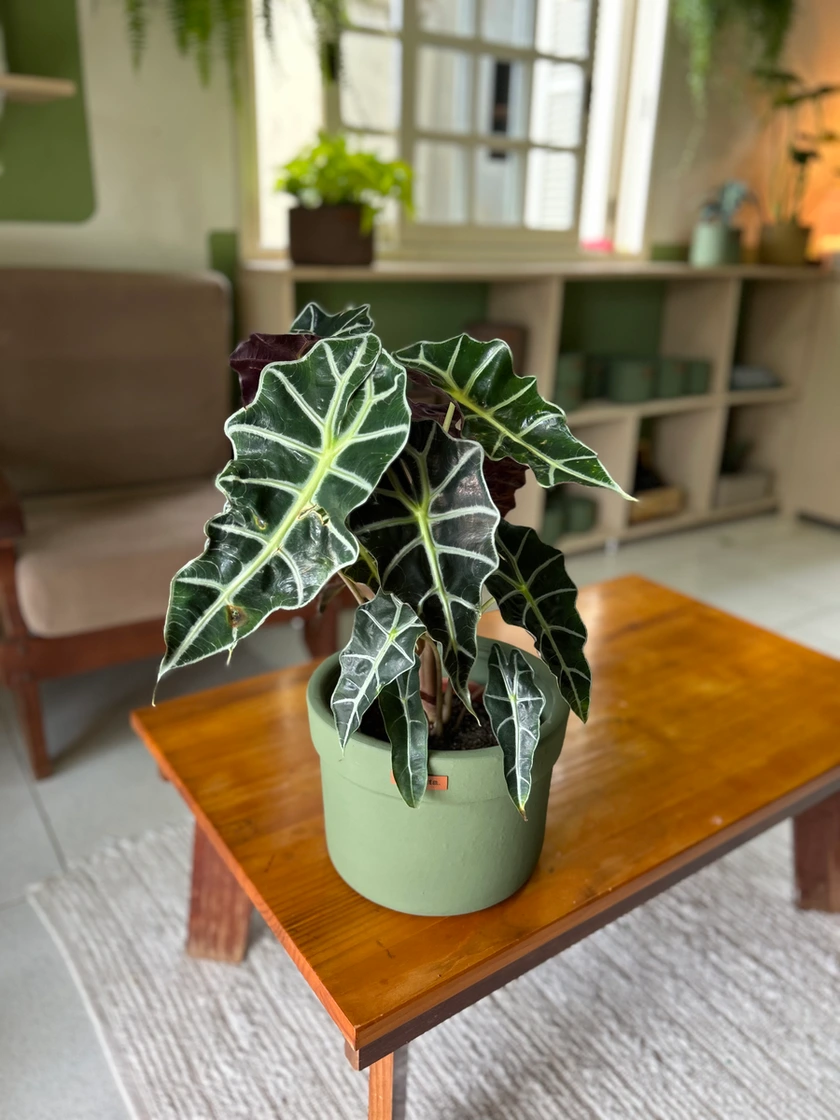 Alocasia Cara de Cavalo