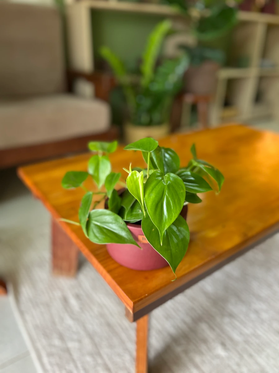 Philodendron verde