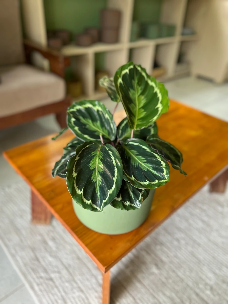 Maranta Medaliion
