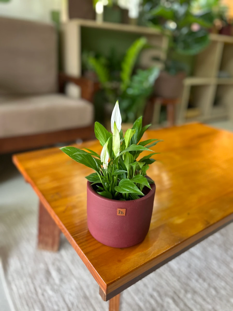Mini Lírio da Paz