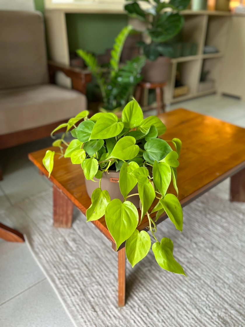 Philodendron limão 